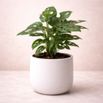 Μονστέρα - (Monstera Adansonii - Monkey Mask)