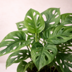 Μονστέρα - (Monstera Adansonii - Monkey Mask) - Εικόνα 2