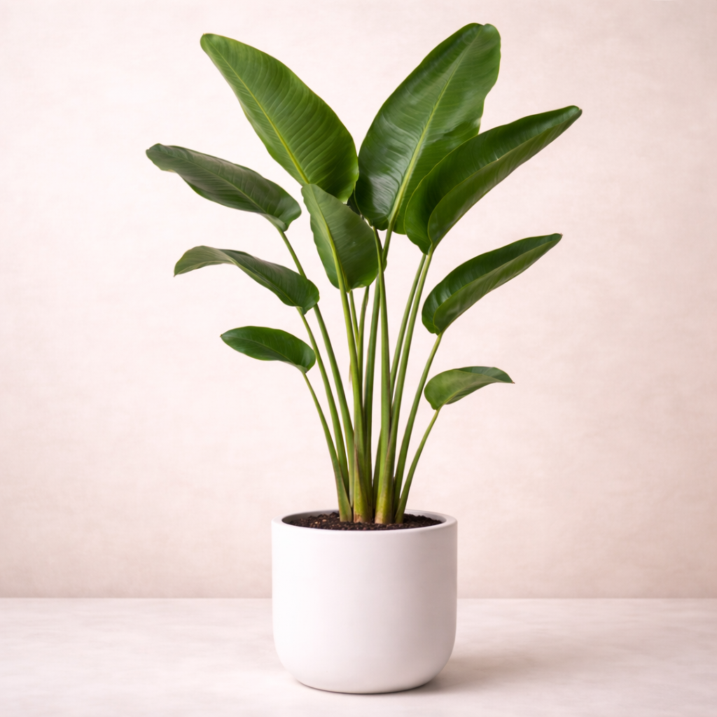 864C3173-662E-4316-B29C-420477606FC6 Στρέλιτζια Νικολάι (Strelitzia Nicolai) - Εικόνα 1