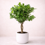 Φίκος Μοκλαμέ Πλεκτός (Ficus Microcarpa Moclame)
