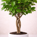 Φίκος Μοκλαμέ Πλεκτός (Ficus Microcarpa Moclame) - Εικόνα 2