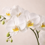 Ορχιδέα Λευκή (Phalaenopsis) - Εικόνα 2