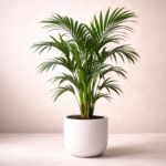 Κέντια (Howea Forsteriana)