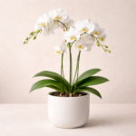 Ορχιδέα Λευκή (Phalaenopsis)