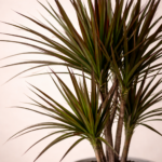 Δράκαινα Μαργκινάτα (Dracaena Marginata) - Εικόνα 2
