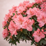 Αζαλέα Δέντρο (Azalea Rhododendron) - Εικόνα 2