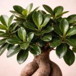 Μπονσάι (Ficus Ginseng) - Εικόνα 2