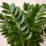 Ζάμια (Zamioculcas Zamiifolia) - Εικόνα 2