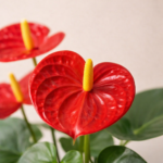 Ανθούριο (Anthurium) - Εικόνα 2