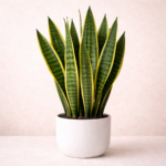 Σανσεβιέρια (Sansevieria - Snake Plant)