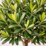Ελιά (Olea Europaea) - Εικόνα 2
