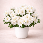 Αζαλέα (Azalea Rhododendron)