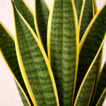 Σανσεβιέρια (Sansevieria - Snake Plant) - Εικόνα 2