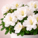 Αζαλέα (Azalea Rhododendron) - Εικόνα 2