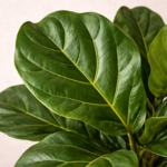 Φίκος Λυράτα (Ficus Lyrata) - Εικόνα 2