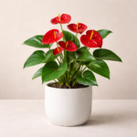 Ανθούριο (Anthurium)
