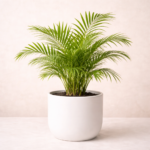 Αρέκα (Areca Palm - Dypsis lutescens)