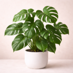 Μονστέρα (Monstera Deliciosa)