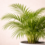 Αρέκα (Areca Palm - Dypsis lutescens) - Εικόνα 2
