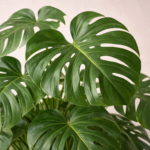 Μονστέρα (Monstera Deliciosa) - Εικόνα 2