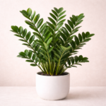 Ζάμια (Zamioculcas Zamiifolia)