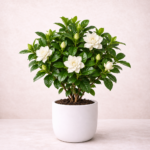 Γαρδένια (Gardenia Jasminoides)